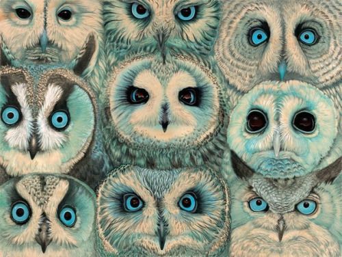 the-real-eye-to-see: Owls