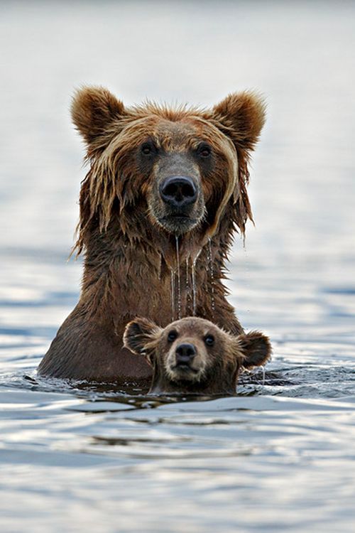 earthlynation: Grizzly in Deep Water by Marco