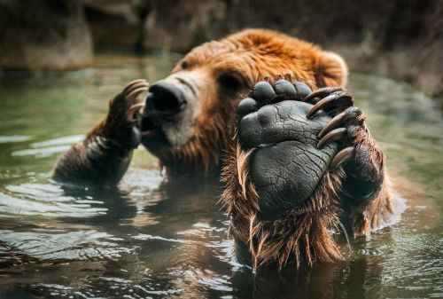 earthlynation: (via 500px / Talk to the Paw by Holly Kuchera)