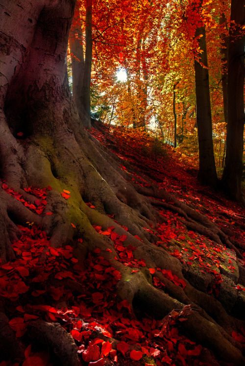 digitalexrth: Crimson Forest, Bavarian Alps, Germany