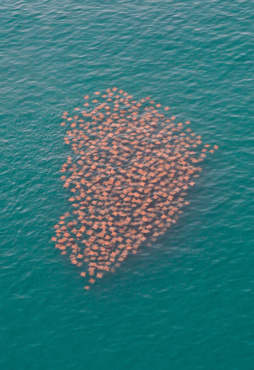 mass migration of sting ray