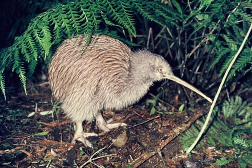 Kiwi or kiwis are flightless birds native to New Zealand. The kiwi is a national symbol of New Zealand, and the association is so strong that the term Kiwi is used internationally as the colloquial demonym for New Zealanders.