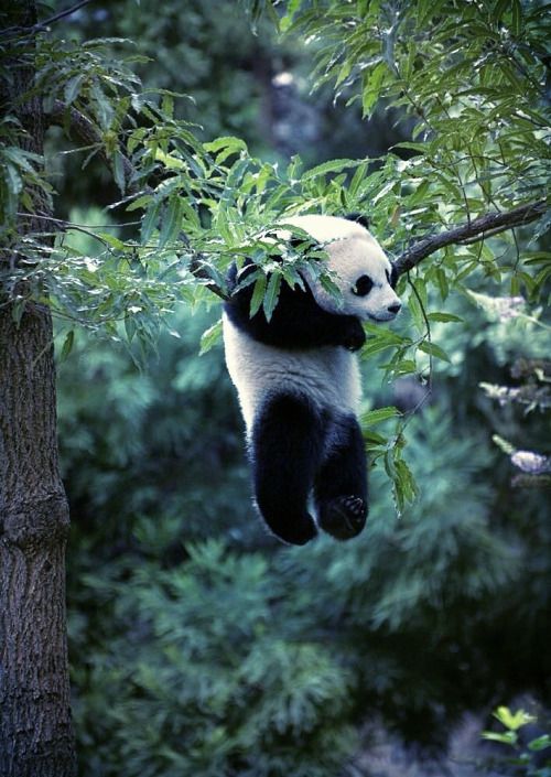 panda hanging on the tree. @tumb.epicks.item.077532219485623.ws
/tmp/UploadBetadKNJtt [panda hanging on the tree. @tumb.epicks.item.077532219485623.ws] url = http://41.media.tumblr.com/6a44f4c18ff23b68ba18e88a17a58dac/tumblr_nk51jcmcNY1tw2s34o1_500.jpg

File Size (KB): 73.75 KB
Last Modified: November 26 2021 18:29:49
