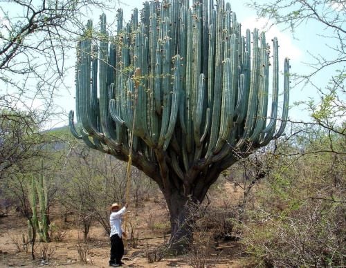 Cactus in Oaxaca. @tumb.epicks.item.250716527650767.ws
