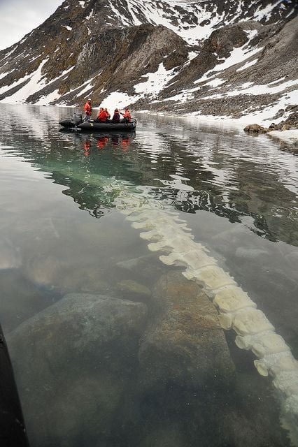 A Fin whale carcass the bears have been feeding on for the past year lies beneath the surface of the water, Svalbard, Norway. @tumb.epicks.item.767154799168866.ws