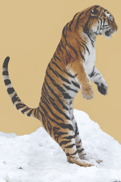 frncsc187:<br /><br />Tiger in the Snow | Source (Wild Child - Kingdom of Animals)