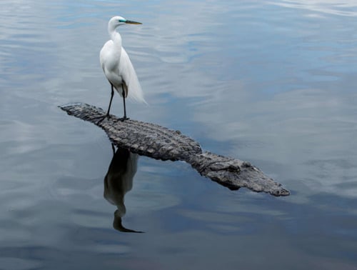 egret riding crocodile (Animals Riding Animals)