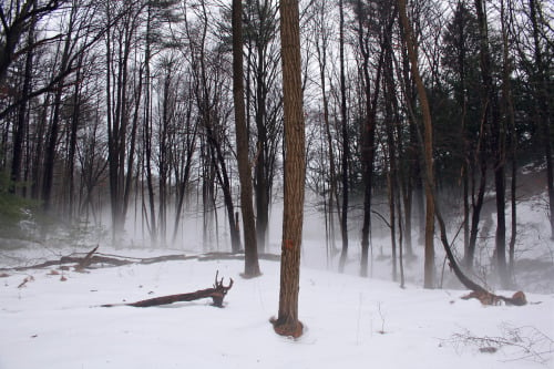 Dense fog in the woods of upstate New York<br />Tumblr | Flickr (The Landscape Network)