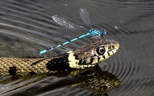 dragonfly riding snake (Animals Riding Animals)