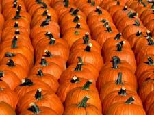 That’s a lot of Pumpkin Pie! by Gary Burke (A Season of Falling Leaves)