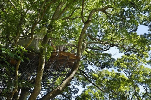 Kusukusu Treehouse. The largest treehouse in Japan, built by... (Tree Houses)