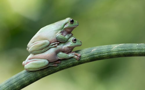 frog riding frog (Animals Riding Animals)