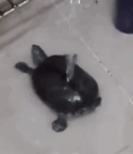 just-for-grins:<br /><br />Twerking turtle taking a bath! (Cute Animals GIF)