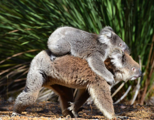 koala riding koala (Animals Riding Animals)