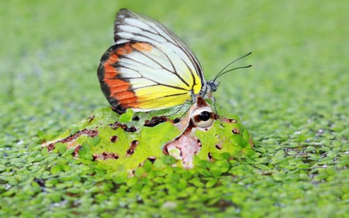 butterfly riding frog (Animals Riding Animals)