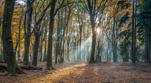 The forest of the dancing trees by Peter Jaspers<br /><br /><br /><br />	. (A Season of Falling Leaves)
/tmp/UploadBetaWz54SD [The forest of the dancing trees by Peter Jaspers



	. (A Season of Falling Leaves)] url = https://farm1.staticflickr.com/640/22067893683_33e1d0440e_b.jpg

File Size (KB): 675.02 KB
Last Modified: November 26 2021 17:22:09
