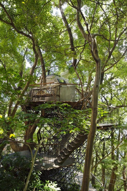Kusukusu Treehouse. The largest treehouse in Japan, built by... (Tree Houses)