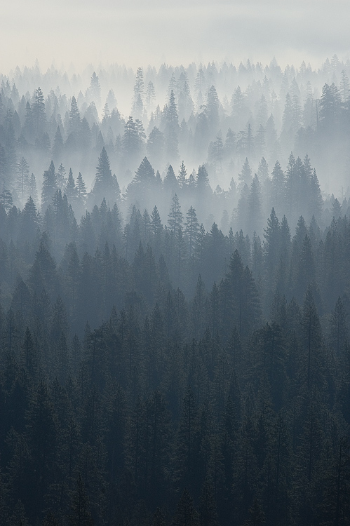 cerceos:<br /><br />Frederic Labaune<br />Yosemite morning - smoking valley (Trees, Forests, Green)