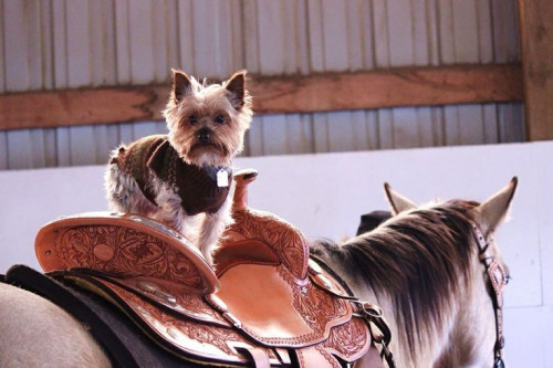 dog riding horse (Animals Riding Animals)