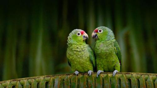 ｢キホオボウシインコのおしゃべり｣エクアドル (© Pete Oxford/Minden Pictures) Bing Everyday Wallpaper 2016-09-19
/tmp/UploadBetat4mMAM [Bing Everyday Wall Paper 2016-09-19] url = http://www.bing.com/az/hprichbg/rb/TalkLikeAPirate_JA-JP8324063595_1920x1080.jpg

File Size (KB): 331.65 KB
Last Modified: November 26 2021 18:26:23
