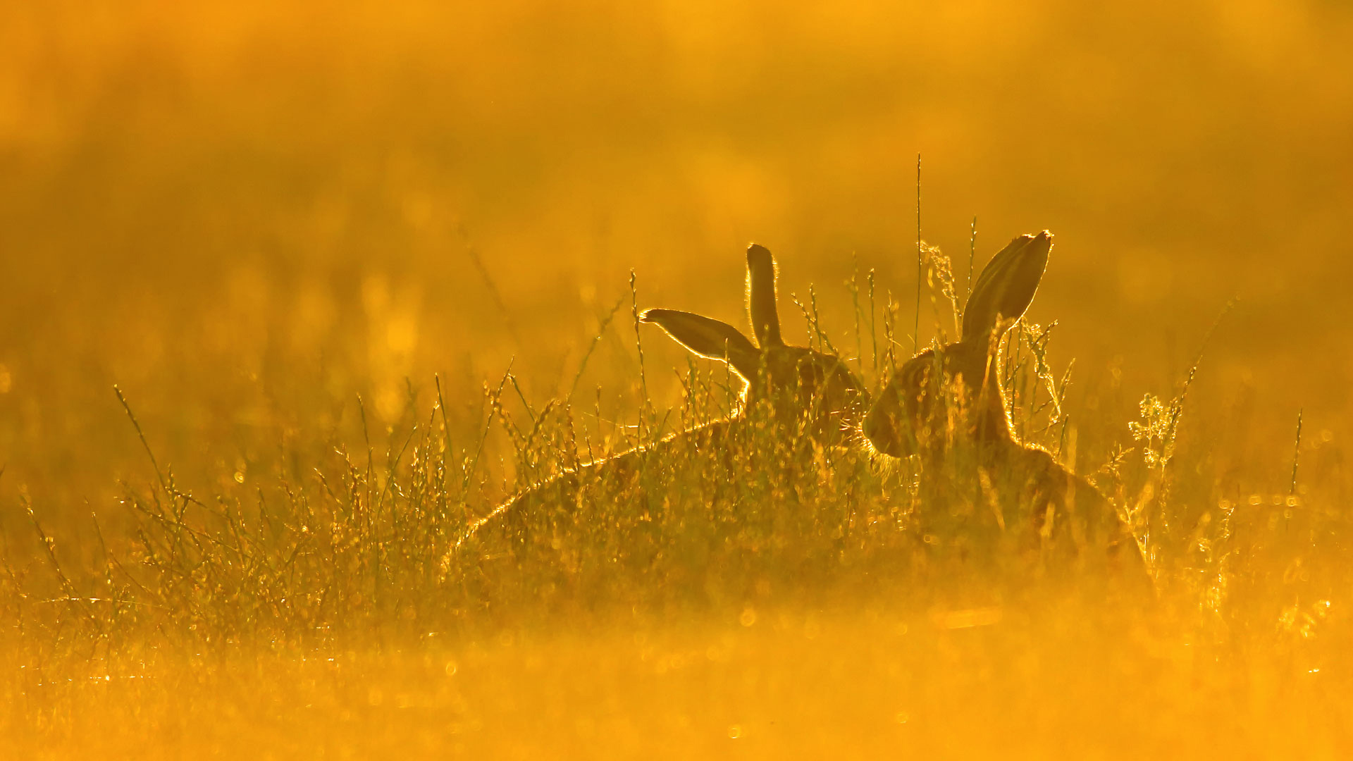 ｢ヤブノウサギ｣ (© Jackie Bale/Getty Images) Bing Everyday Wallpaper 2016-09-23, BzBZWn [Bing Everyday Wall Paper 2016-09-23] url = http://www.bing.com/az/hprichbg/rb/BrownHares_JA-JP6655010785_1920x1080.jpg