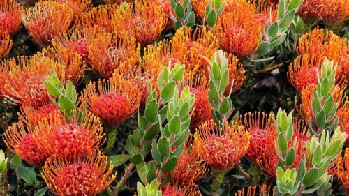 Pincushion protea flowers near the Bay of Fires in Tasmania, Australia (© Frank Krahmer/Getty Images/Corbis Documentary) Bing Everyday Wallpaper 2016-09-29
/tmp/UploadBetaawmyyb [Bing Everyday Wall Paper 2016-09-29] url = http://www.bing.com/az/hprichbg/rb/ProteaPatch_EN-AU9735147551_1920x1080.jpg

File Size (KB): 334.11 KB
Last Modified: November 26 2021 18:04:51
