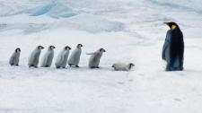 成年帝企鹅和它的宝宝们，雪山岛，南极洲 (© Mike Hill/Getty Images) Bing Everyday Wallpaper 2016-10-05