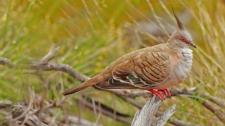 Crested pigeon in Uluru-Kata Tjuta National Park, Australia (© Shutterstock) Bing Everyday Wallpaper 2016-10-05