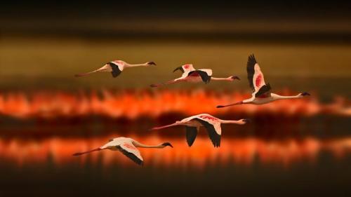 坦桑尼亚的大火烈鸟 (© DLILLC/Corbis/VCG Getty Images) Bing Everyday Wallpaper 2016-10-17
/tmp/UploadBetaMiSuht [Bing Everyday Wall Paper 2016-10-17] url = http://www.bing.com/az/hprichbg/rb/GreaterFlamingos_ZH-CN13656214069_1920x1080.jpg

File Size (KB): 332.97 KB
Last Modified: November 26 2021 17:55:06
