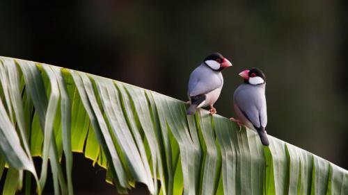 ｢野生の文鳥｣ (© CREATISTA/Getty Images) Bing Everyday Wallpaper 2016-10-24
/tmp/UploadBetaLLYKSe [Bing Everyday Wall Paper 2016-10-24] url = http://www.bing.com/az/hprichbg/rb/JavaSparrow_JA-JP9296101263_1920x1080.jpg

File Size (KB): 312.46 KB
Last Modified: November 26 2021 17:54:27

