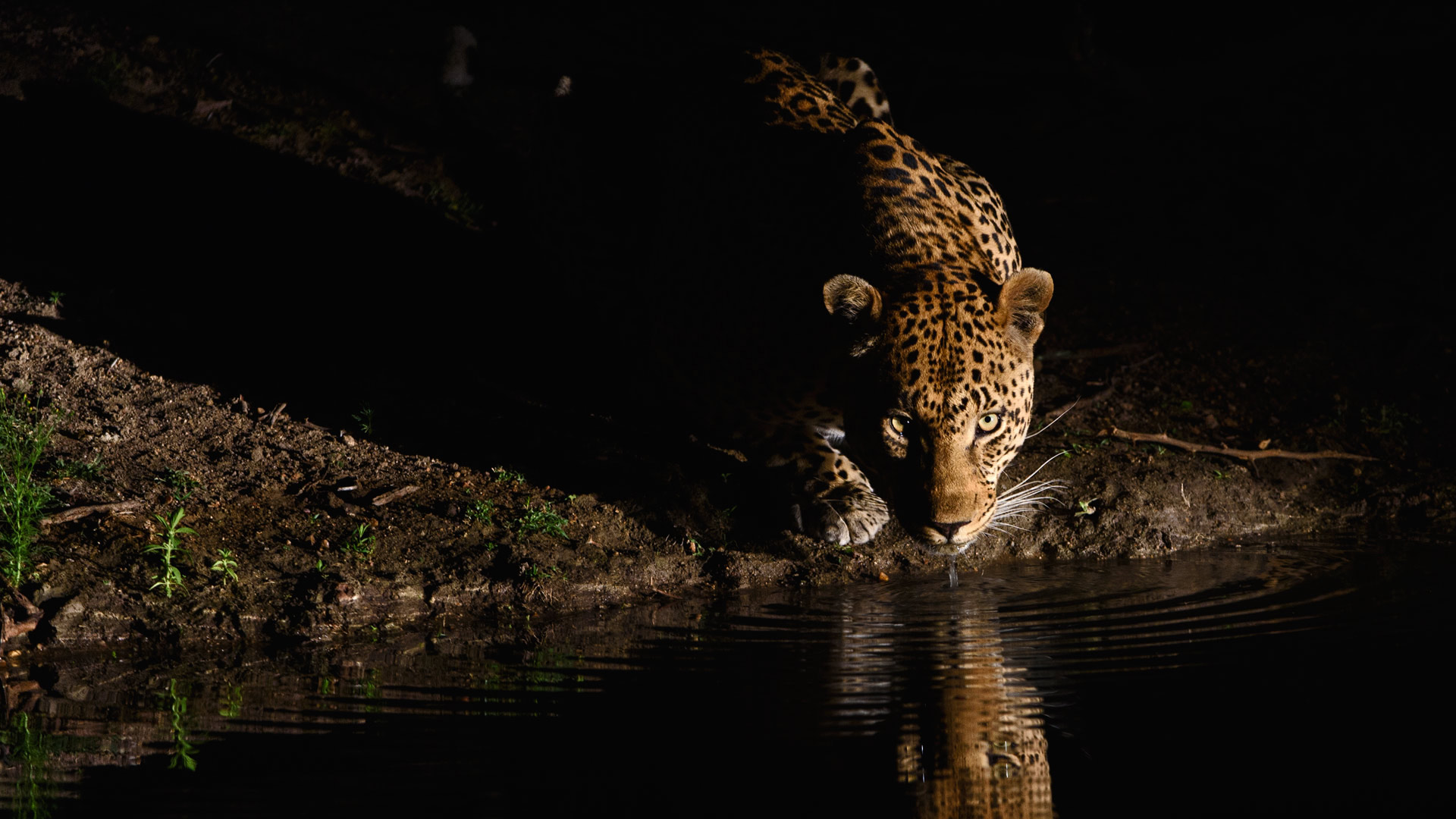 一只非洲豹出现在伦多洛兹私人野生动物保护区，南非  (© Sergey Gorshkov/Minden Pictures) Bing Everyday Wallpaper 2016-10-29, YoPKEX [Bing Everyday Wall Paper 2016-10-29] url = http://www.bing.com/az/hprichbg/rb/NightLeopard_ZH-CN12938329877_1920x1080.jpg