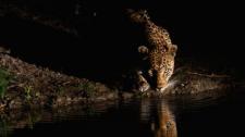 一只非洲豹出现在伦多洛兹私人野生动物保护区，南非  (© Sergey Gorshkov/Minden Pictures) Bing Everyday Wallpaper 2016-10-29