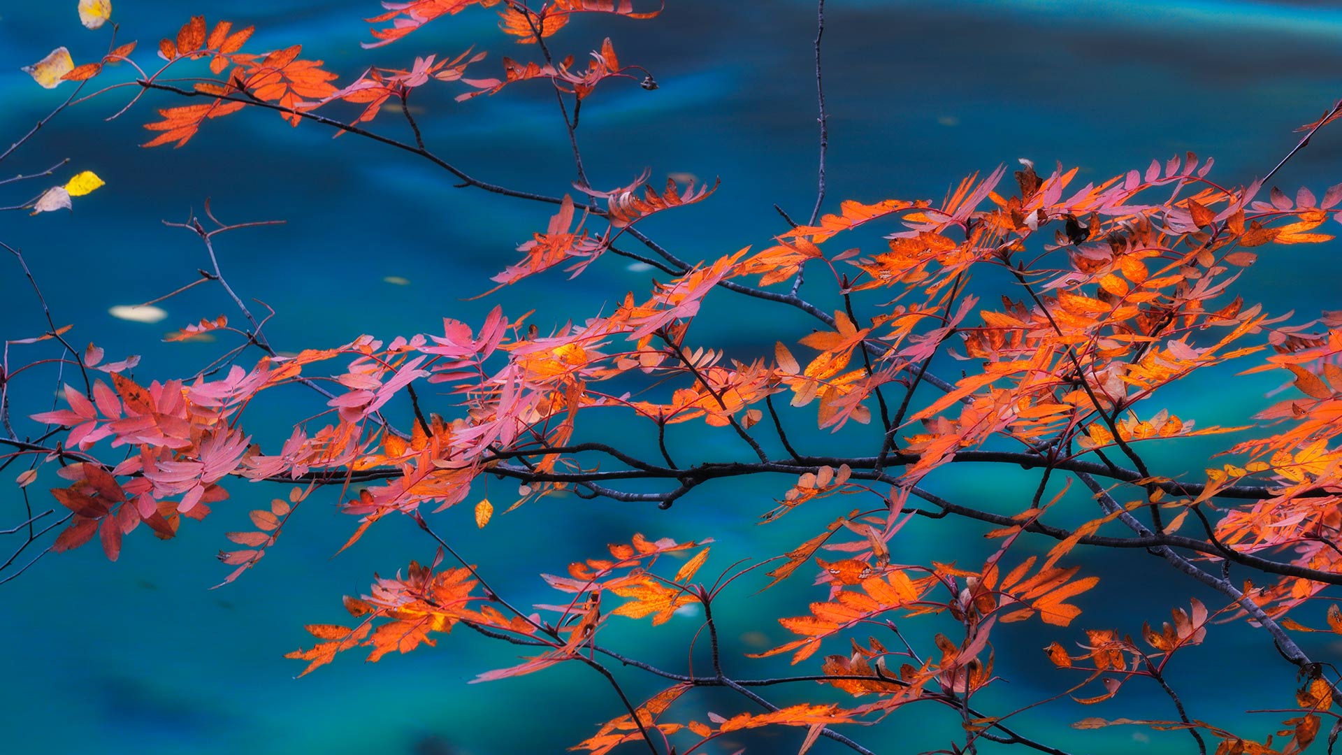 九寨沟国家公园内的枫树 (© Cornelia Doerr/Getty Images) Bing Everyday Wallpaper 2016-10-30, AhyTm7 [Bing Everyday Wall Paper 2016-10-30] url = http://www.bing.com/az/hprichbg/rb/RedMaple_ZH-CN13551827423_1920x1080.jpg