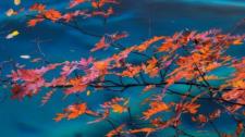 九寨沟国家公园内的枫树 (© Cornelia Doerr/Getty Images) Bing Everyday Wallpaper 2016-10-30
