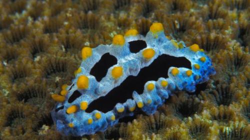 Phyllidia coelestis, a sea slug (© Jurgen Freund/Aurora Photos) Bing Everyday Wallpaper 2016-10-30
/tmp/UploadBeta8xnWKB [Bing Everyday Wall Paper 2016-10-30] url = http://www.bing.com/az/hprichbg/rb/PhyllidiaCoelestis_EN-AU10437520925_1920x1080.jpg

File Size (KB): 276.43 KB
Last Modified: November 26 2021 17:56:07
