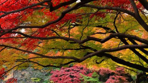 ｢新宿御苑の紅葉｣東京,  新宿 (© Photos from Japan, Asia and othe of the world/Getty Images) Bing Everyday Wallpaper 2016-11-07
/tmp/UploadBetaoCq82C [Bing Everyday Wall Paper 2016-11-07] url = http://www.bing.com/az/hprichbg/rb/AutumnleavesTokyo_JA-JP7891998356_1920x1080.jpg

File Size (KB): 304.19 KB
Last Modified: November 26 2021 18:03:45
