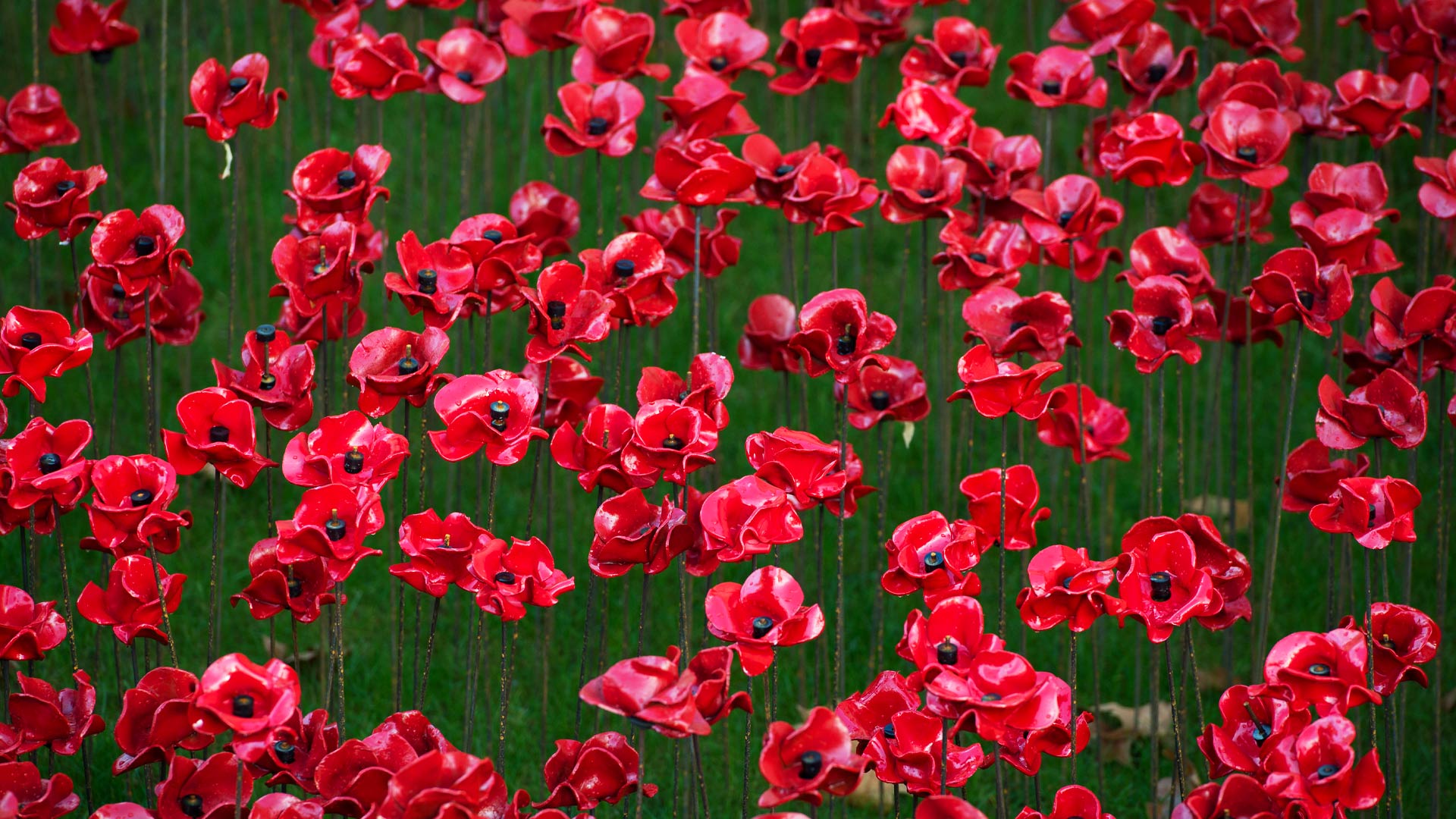 Poppy display at the Tower of London (© Gillian Lloyd/Alamy) Bing Everyday Wallpaper 2016-11-11, UWQLq7 [Bing Everyday Wall Paper 2016-11-11] url = http://www.bing.com/az/hprichbg/rb/PoppyDisplay_EN-GB14519231049_1920x1080.jpg