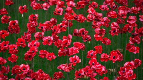 Poppy display at the Tower of London (© Gillian Lloyd/Alamy) Bing Everyday Wallpaper 2016-11-11
/tmp/UploadBetaUWQLq7 [Bing Everyday Wall Paper 2016-11-11] url = http://www.bing.com/az/hprichbg/rb/PoppyDisplay_EN-GB14519231049_1920x1080.jpg

File Size (KB): 323.8 KB
Last Modified: November 26 2021 18:04:07
