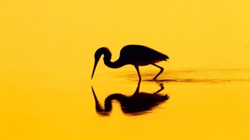 一只苍鹭的剪影 (© Don Mammoser/Shutterstock) Bing Everyday Wallpaper 2016-11-15
/tmp/UploadBetasWG6Lm [Bing Everyday Wall Paper 2016-11-15] url = http://www.bing.com/az/hprichbg/rb/HeronSilhouette_ZH-CN7435340158_1920x1080.jpg

File Size (KB): 189.36 KB
Last Modified: November 26 2021 18:02:25
