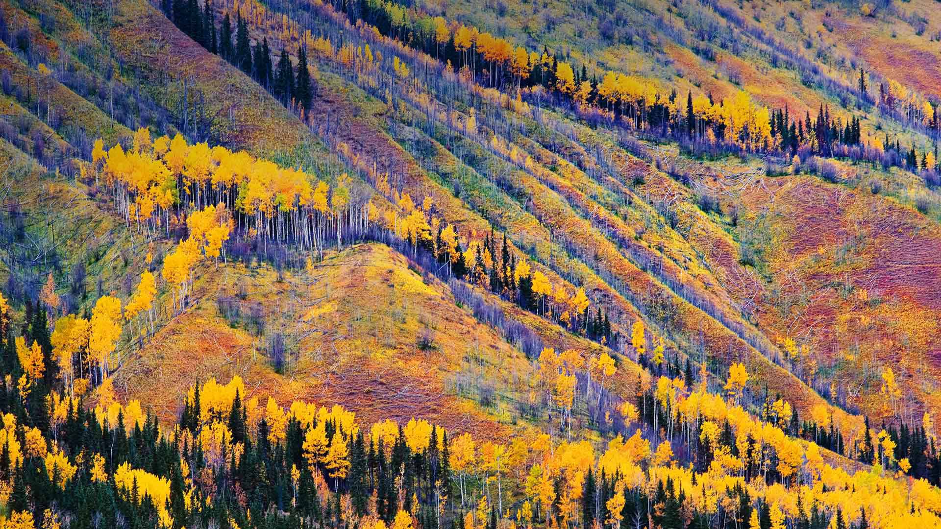 Fall colors near Toad River, British Columbia, Canada (© Yves Marcoux/Design Pics) Bing Everyday Wallpaper 2016-11-15, fCyF21 [Bing Everyday Wall Paper 2016-11-15] url = http://www.bing.com/az/hprichbg/rb/Hills_ROW11994519968_1920x1080.jpg