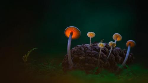 黑暗沙丘中的蘑菇，登海尔德近郊，荷兰 (© Daniel Laan/500px) Bing Everyday Wallpaper 2016-11-18
/tmp/UploadBetaf7oT52 [Bing Everyday Wall Paper 2016-11-18] url = http://www.bing.com/az/hprichbg/rb/IlluminatedMushrooms_ZH-CN10061659106_1920x1080.jpg

File Size (KB): 322.03 KB
Last Modified: November 26 2021 18:04:50
