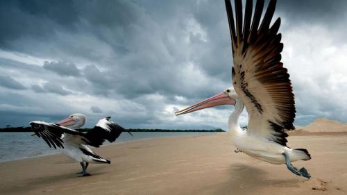 Pelicans on a beach in Queensland, Australia (© Mark Rayner/500px) Bing Everyday Wallpaper 2016-11-19
/tmp/UploadBetaSNv2kF [Bing Everyday Wall Paper 2016-11-19] url = http://www.bing.com/az/hprichbg/rb/PelicanTakeoff_EN-AU12502591188_1920x1080.jpg

File Size (KB): 315.74 KB
Last Modified: November 26 2021 18:04:24
