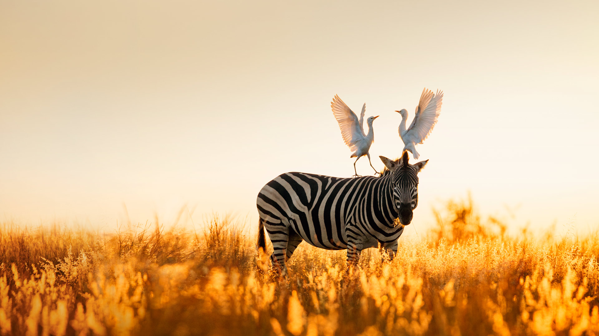 Cattle egrets atop a Burchell's zebra in Rietvlei Nature Reserve, South Africa (© Richard Du Toit/Minden Pictures) Bing Everyday Wallpaper 2016-11-19, 0Y4R3j [Bing Everyday Wall Paper 2016-11-19] url = http://www.bing.com/az/hprichbg/rb/CattleEgrets_EN-GB9109385327_1920x1080.jpg
