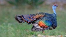 An ocellated turkey in Guatemala (© Peter Waechtershaeuser/Minden Pictures) Bing Everyday Wallpaper 2016-11-25