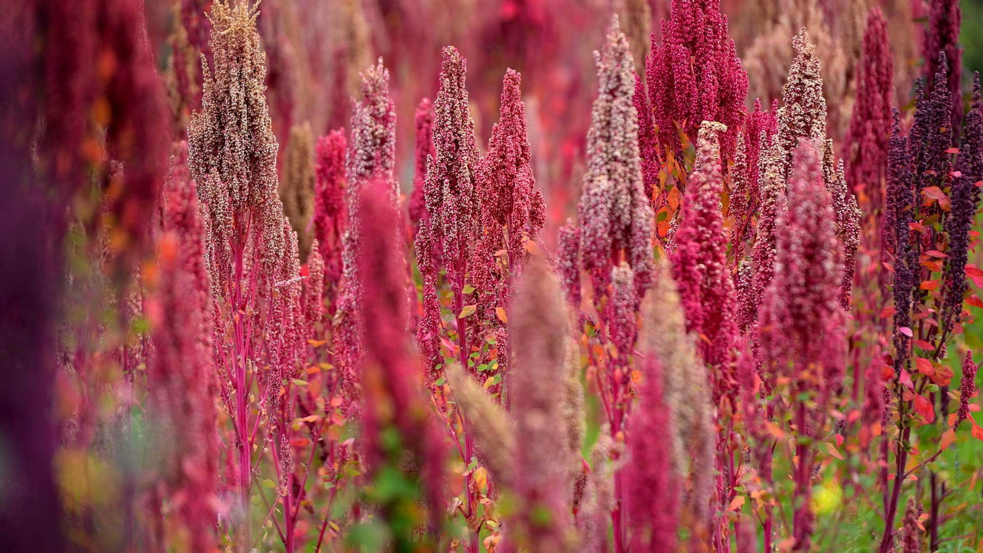 昆诺阿藜，秘鲁 (© Westend61 GmbH/Alamy) Bing Everyday Wallpaper 2016-12-04, S56fXH [Bing Everyday Wall Paper 2016-12-04] url = http://www.bing.com/az/hprichbg/rb/Quinoa_ZH-CN9445647519_1920x1080.jpg