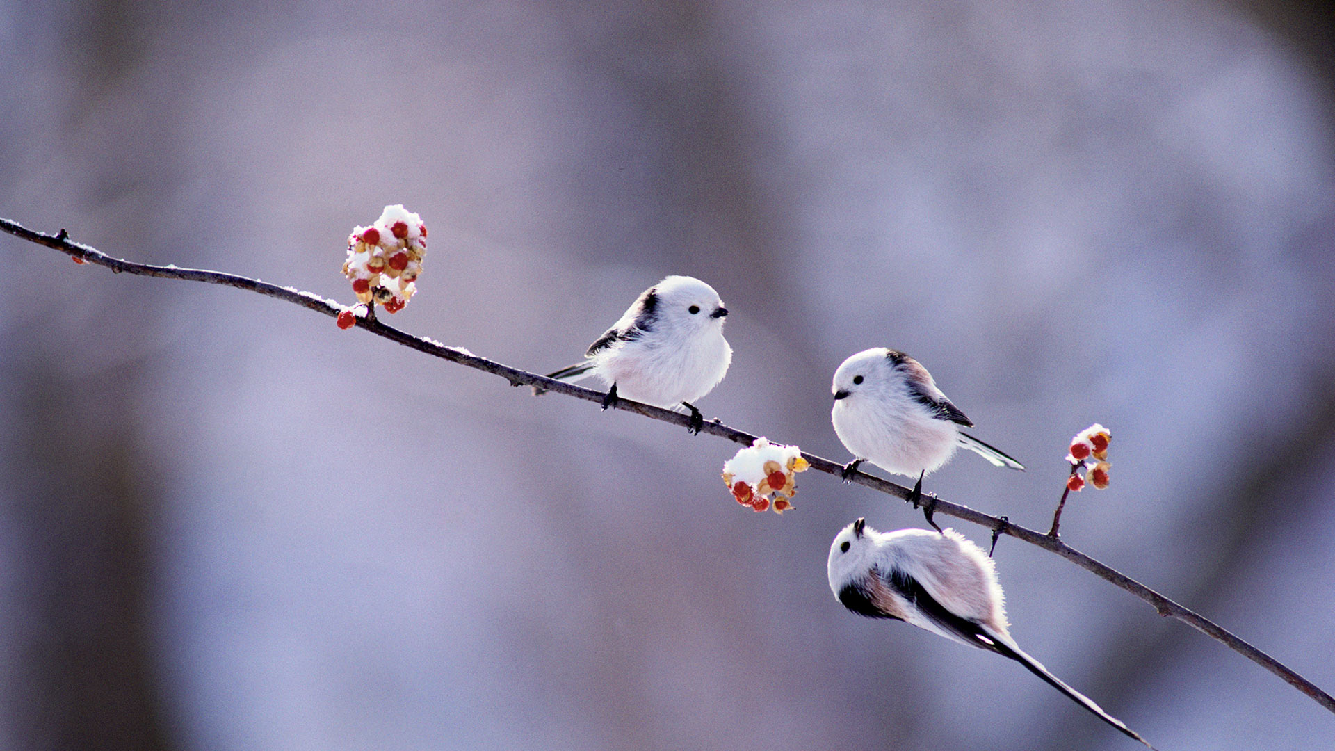 ｢ツルウメモドキにとまるシマエナガ｣北海道 (© Gouichi Wada/Nature Production/MINDEN PICTURES INC) Bing Everyday Wallpaper 2016-12-07, clU4oE [Bing Everyday Wall Paper 2016-12-07] url = http://www.bing.com/az/hprichbg/rb/Shimaenaga1_JA-JP11510519633_1920x1080.jpg