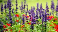 Lavender and papaver at Royal Botanic Garden, Sydney, Australia (© Daniele Catellani/Getty Images) Bing Everyday Wallpaper 2016-12-11