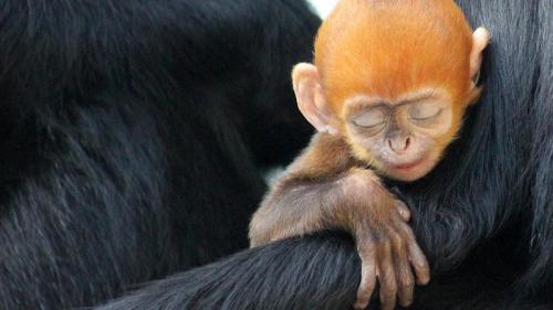 Francois' langur infant with mother (© Taronga Zoo/REX Shutterstock) Bing Everyday Wallpaper 2016-12-14
/tmp/UploadBetauZl3lx [Bing Everyday Wall Paper 2016-12-14] url = http://www.bing.com/az/hprichbg/rb/TarongaMonkey_EN-AU7440292232_1920x1080.jpg

File Size (KB): 254.75 KB
Last Modified: November 26 2021 17:22:31
