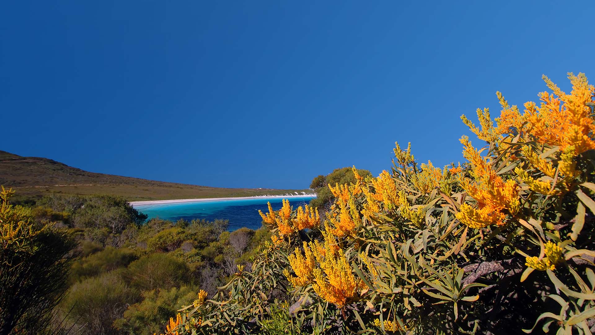 Nuytsia floribunda at Cape Le Grand National Park, Western Australia (© Suzanne Long/Alamy) Bing Everyday Wallpaper 2016-12-15, RbxYN7 [Bing Everyday Wall Paper 2016-12-15] url = http://www.bing.com/az/hprichbg/rb/Nuytsia_EN-AU13532995622_1920x1080.jpg