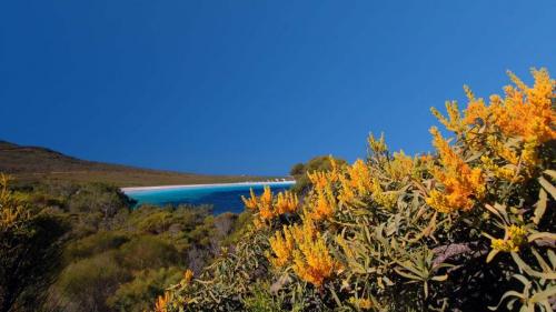 Nuytsia floribunda at Cape Le Grand National Park, Western Australia (© Suzanne Long/Alamy) Bing Everyday Wallpaper 2016-12-15
/tmp/UploadBetaRbxYN7 [Bing Everyday Wall Paper 2016-12-15] url = http://www.bing.com/az/hprichbg/rb/Nuytsia_EN-AU13532995622_1920x1080.jpg

File Size (KB): 251.41 KB
Last Modified: November 26 2021 17:22:25
